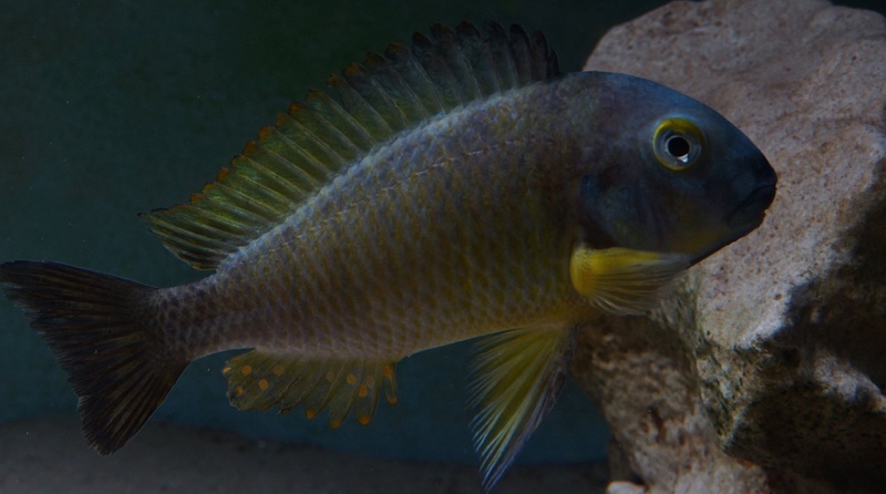 Tropheus sp. 'lukuga' Kalemie